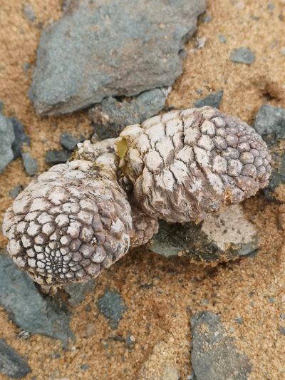 Larryleachia cactiformis, photographed by leandra-k_89
