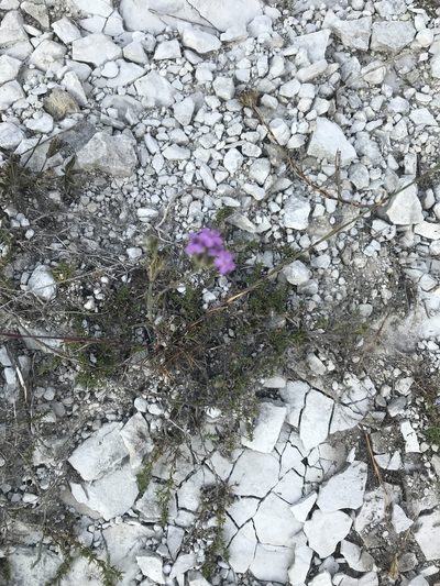 Dianthus pseudarmeria, photographed by Vladislav Isaev