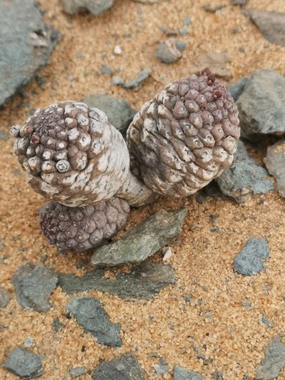 Larryleachia cactiformis, photographed by leandra-k_89
