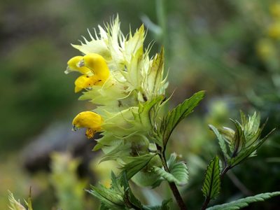 Rhinanthus glacialis, photographed by Wolfgang Jauch