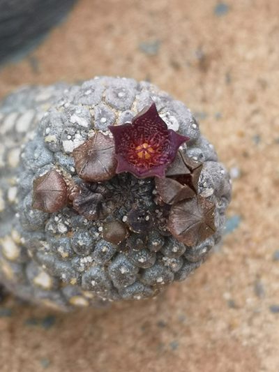 Larryleachia marlothii, photographed by leandra-k_89