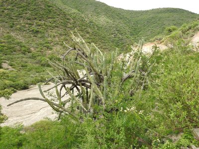 Cereus hankeanus, photographed by Naturalist Tours
