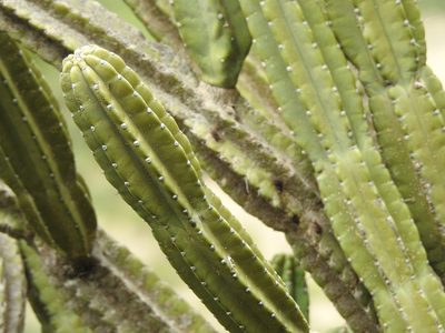 Cereus hankeanus, photographed by Naturalist Tours