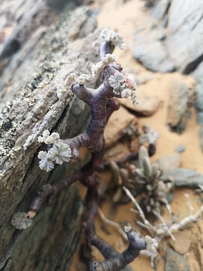 Pelargonium crassicaule, photographed by leandra-k_89