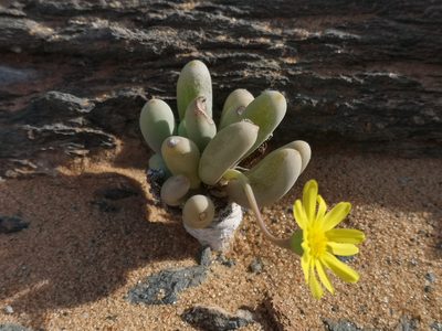 Crassothonna clavifolia, photographed by leandra-k_89