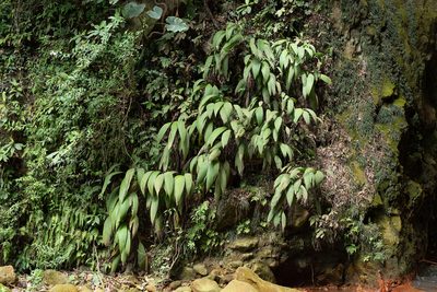 Curculigo capitulata, photographed by 國立臺灣博物館