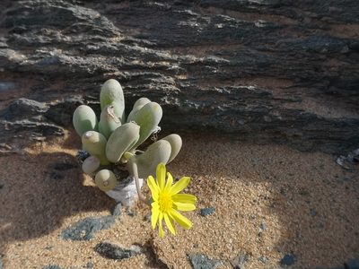 Crassothonna clavifolia, photographed by leandra-k_89