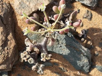Pelargonium crassicaule, photographed by leandra-k_89