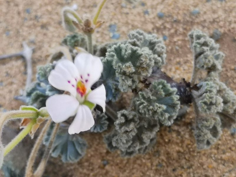 Pelargonium crassicaule, photographed by leandra-k_89