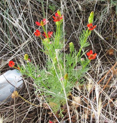Adonis microcarpa, photographed by John Brew