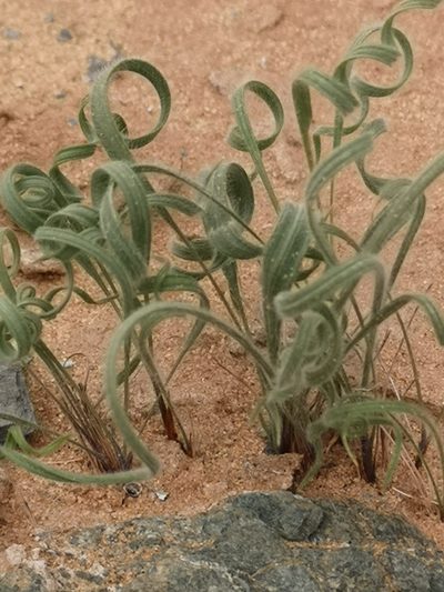 Babiana namaquensis, photographed by leandra-k_89