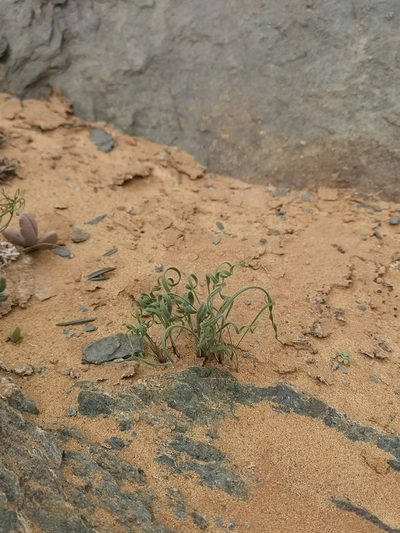 Babiana namaquensis, photographed by leandra-k_89