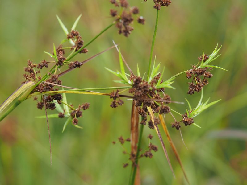 Scirpus georgianus, photographed by mefisher