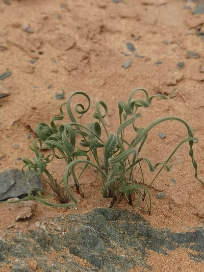 Babiana namaquensis, photographed by leandra-k_89