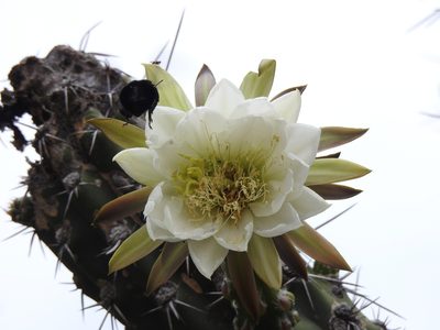 Harrisia tetracantha, photographed by Naturalist Tours