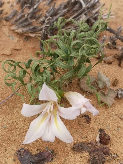 Babiana namaquensis, photographed by leandra-k_89