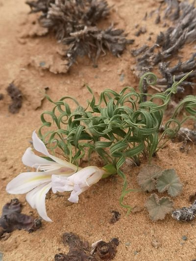 Babiana namaquensis, photographed by leandra-k_89