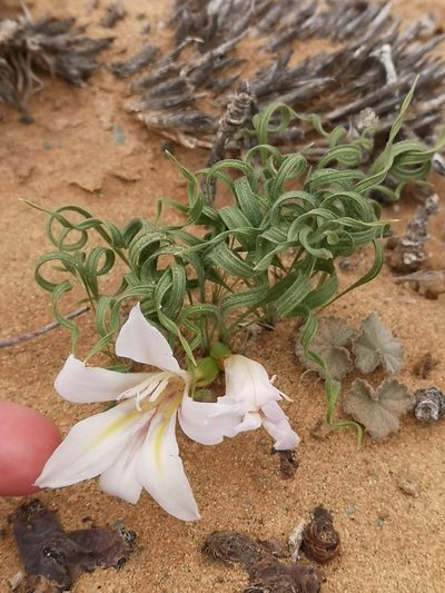 Babiana namaquensis, photographed by leandra-k_89