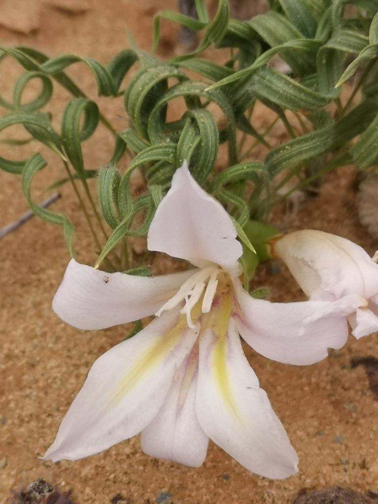 Babiana namaquensis, photographed by leandra-k_89