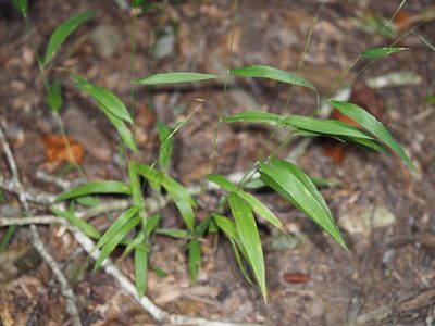 Brachyelytrum erectum, photographed by mefisher