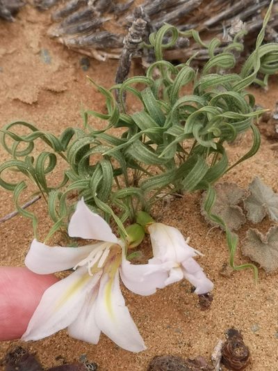 Babiana namaquensis, photographed by leandra-k_89