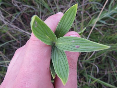 Lithospermum occidentale, photographed by Seth G. Breeding