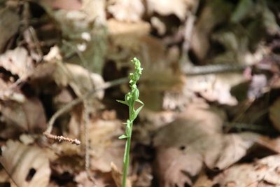 Platanthera aquilonis, photographed by er-birds