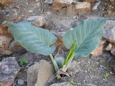 Synandrospadix vermitoxicus, photographed by Naturalist Tours