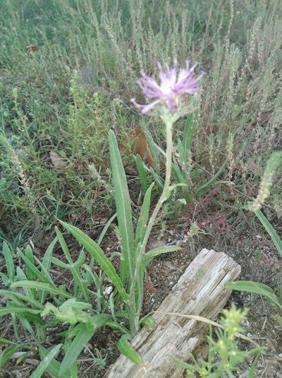 Jurinea longifolia, photographed by Oleksii Vasyliuk