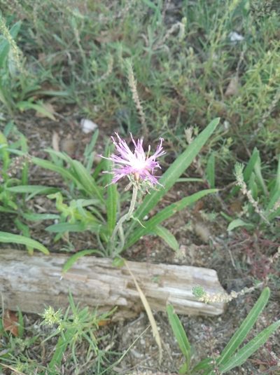 Jurinea longifolia, photographed by Oleksii Vasyliuk
