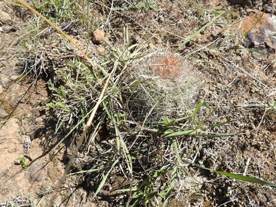 Parodia prestoensis, photographed by Naturalist Tours