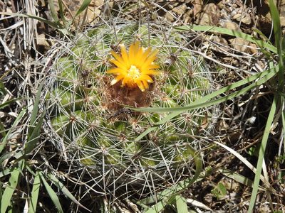 Parodia prestoensis, photographed by Naturalist Tours