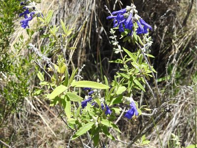 Salvia retinervia, photographed by Naturalist Tours