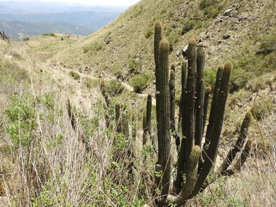 Cleistocactus parviflorus, photographed by Naturalist Tours