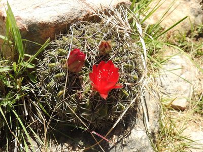 Lobivia cinnabarina, photographed by Naturalist Tours