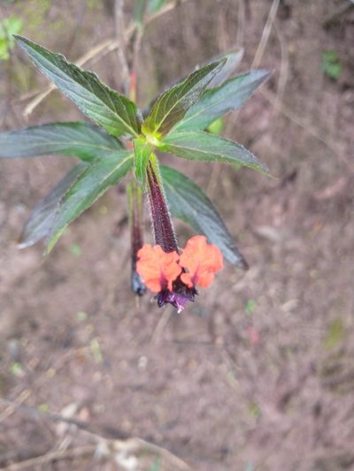 Cuphea llavea, photographed by Fredy