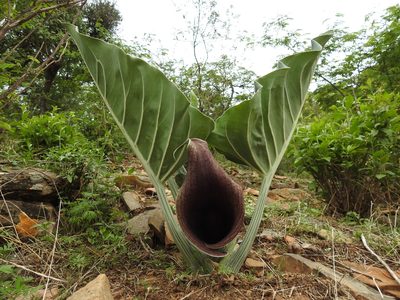 Synandrospadix vermitoxicus, photographed by Naturalist Tours