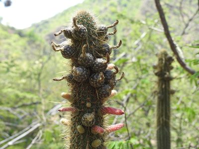 Cleistocactus parviflorus, photographed by Naturalist Tours