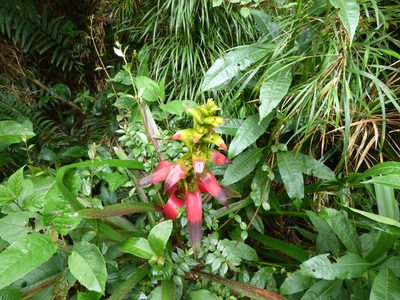 Guzmania squarrosa, photographed by Daniel van der Post
