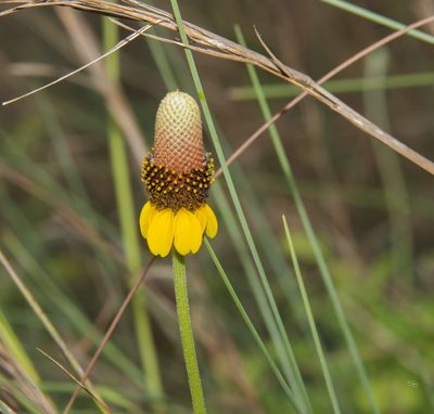 Ratibida peduncularis, photographed by Seig