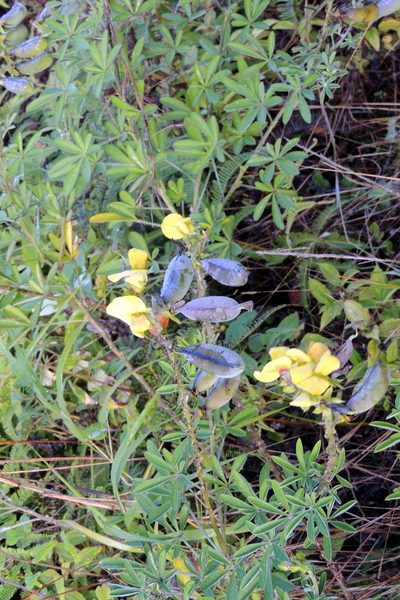 Crotalaria grahamiana, photographed by Vijay Barve