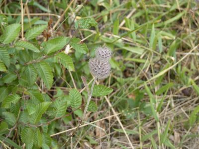 Clinopodium caucasicum, photographed by Евгений Егоров