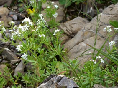 Galium anisophyllon, photographed by Wolfgang Jauch