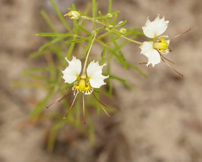 Cleome erosa, photographed by Meghan Cassidy