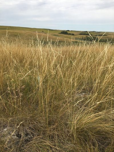 Hesperostipa curtiseta, photographed by Eric Lamb