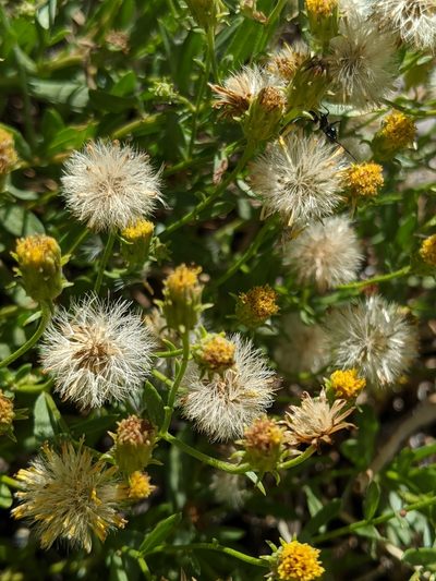 Erigeron inornatus, photographed by Alex Heyman