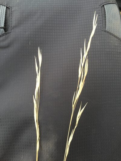 Hesperostipa curtiseta, photographed by Eric Lamb