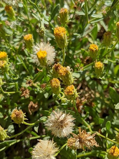 Erigeron inornatus, photographed by Alex Heyman