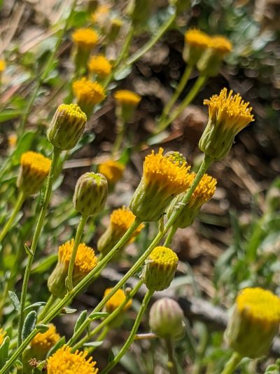 Erigeron inornatus, photographed by Alex Heyman