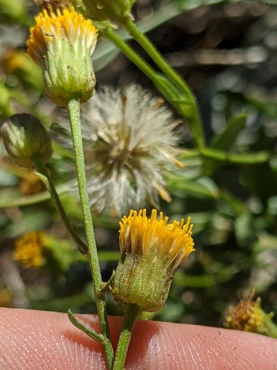 Erigeron inornatus, photographed by Alex Heyman